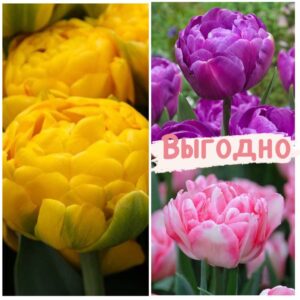 Красота в тройной выгоде! Только для любителей тюльпанов! купить по цене от 760.00р. в интернет-магазине «Посадика» с доставкой почтой в в Москве и по всей России – [изображение №1].