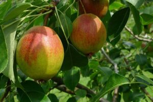 Груша Красуля Летняя купить по цене от 350.00р. в интернет-магазине «Посадика» с доставкой почтой в в Москве и по всей России – [изображение №1].