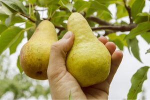 Груша Пермячка Летняя купить по цене от 350.00р. в интернет-магазине «Посадика» с доставкой почтой в в Москве и по всей России – [изображение №1].