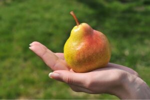 Груша Заречная купить по цене от 350.00р. в интернет-магазине «Посадика» с доставкой почтой в в Москве и по всей России – [изображение №1].