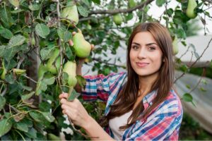 Груша Новогодняя купить по цене от 350.00р. в интернет-магазине «Посадика» с доставкой почтой в в Москве и по всей России – [изображение №1].