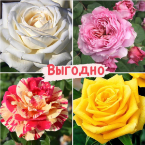 Набор Чайно-гибридные розы! купить по цене от 1369.00р. в интернет-магазине «Посадика» с доставкой почтой в в Москве и по всей России – [изображение №1].