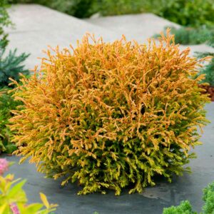 Туя Голден Таффет (Golden Tuffet) купить по цене от 350.00р. в интернет-магазине «Посадика» с доставкой почтой в в Москве и по всей России – [изображение №1].