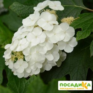 Гортензия дуболистная Теннесси Клон ЗКС купить по цене от 370.00р. в интернет-магазине «Посадика» с доставкой почтой в в Москве и по всей России – [изображение №1].