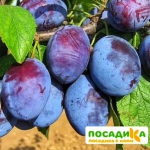 Слива Чачакская ранняя купить по цене от 229.00р. в интернет-магазине «Посадика» с доставкой почтой в в Москве и по всей России – [изображение №1].