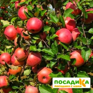 Яблоня Фуджи купить по цене от 310.00р. в интернет-магазине «Посадика» с доставкой почтой в в Москве и по всей России – [изображение №1].
