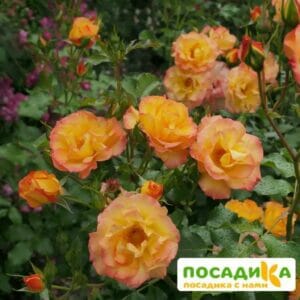 Роза Сахара купить по цене от 400.00р. в интернет-магазине «Посадика» с доставкой почтой в в Москве и по всей России – [изображение №1].