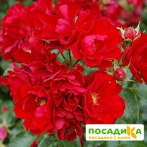 Роза Центро-Розе купить по цене от 400.00р. в интернет-магазине «Посадика» с доставкой почтой в в Москве и по всей России – [изображение №1].