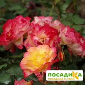 Роза ЛандЛуст купить по цене от 400.00р. в интернет-магазине «Посадика» с доставкой почтой в в Москве и по всей России – [изображение №1].