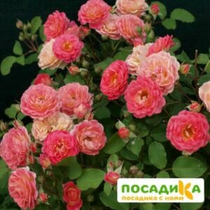 Роза Лес Потес де Бедрос купить по цене от 450.00р. в интернет-магазине «Посадика» с доставкой почтой в в Москве и по всей России – [изображение №1].