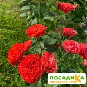 Роза Экланд де Кораил купить по цене от 500.00р. в интернет-магазине «Посадика» с доставкой почтой в в Москве и по всей России – [изображение №1].