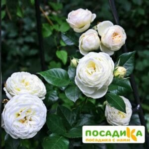 Роза Артемис купить по цене от 380.00р. в интернет-магазине «Посадика» с доставкой почтой в в Москве и по всей России – [изображение №1].