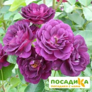Роза Миднайт Блю купить по цене от 500.00р. в интернет-магазине «Посадика» с доставкой почтой в в Москве и по всей России – [изображение №1].