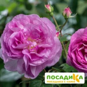 Роза Сапфир купить по цене от 500.00р. в интернет-магазине «Посадика» с доставкой почтой в в Москве и по всей России – [изображение №1].