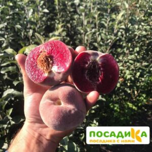 Персики с красной мякотью ЭРИТРОКАРПА купить по цене от 360р. в интернет-магазине «Посадика» с доставкой почтой в в Москве и по всей России – [изображение №1].