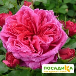 Шраб Роза Соул купить по цене от 390.00р. в интернет-магазине «Посадика» с доставкой почтой в в Москве и по всей России – [изображение №1].